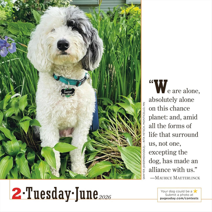 Page-A-Day Calendar 2026: 365 Dogs