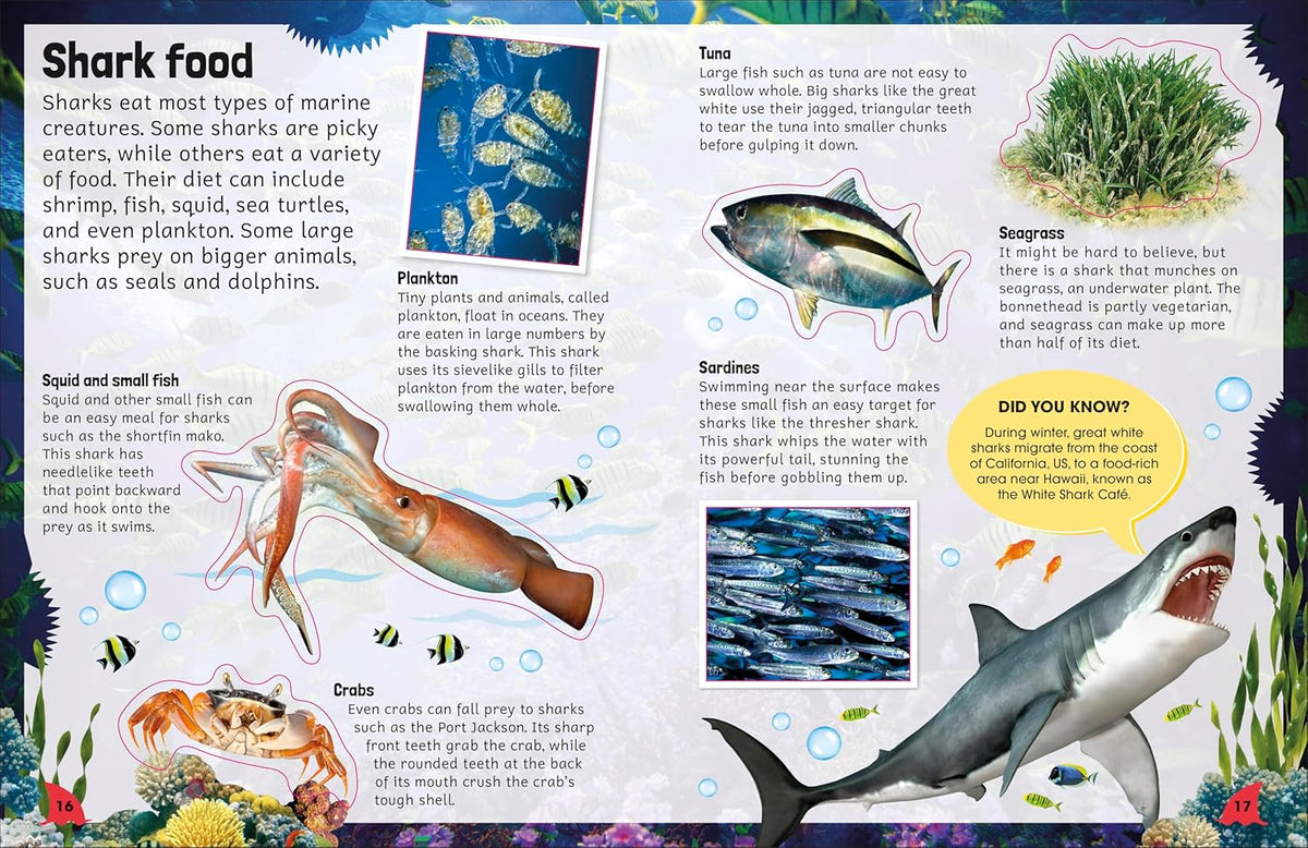 Sticker Encyclopedia: Sharks - Just Fabulous Palm Springs