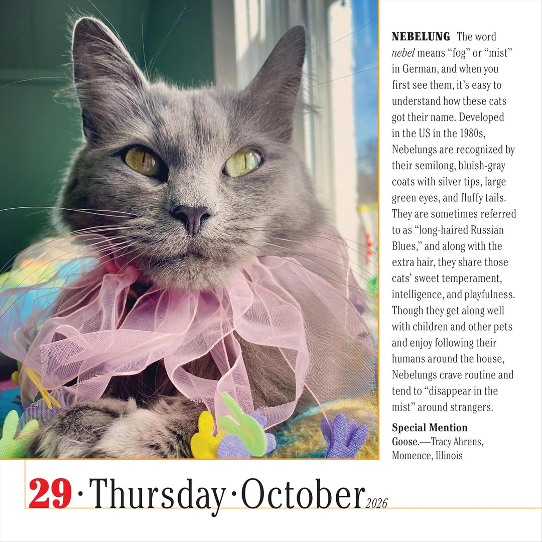 Page-A-Day Calendar 2026: 365 Cats