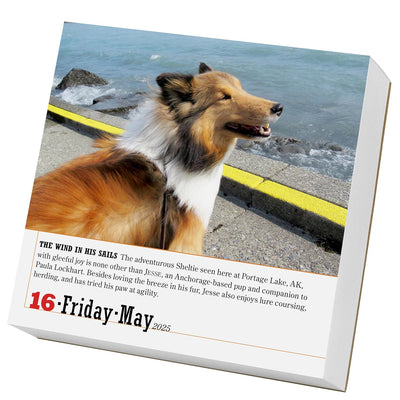 365 Dogs Page-A-Day Calendar 2025