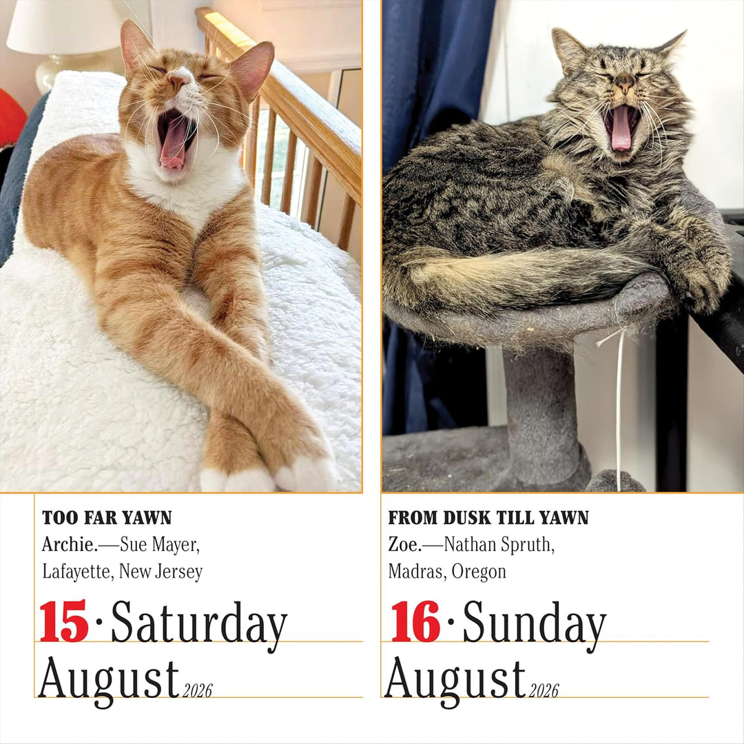 Page-A-Day Calendar 2026: 365 Cats