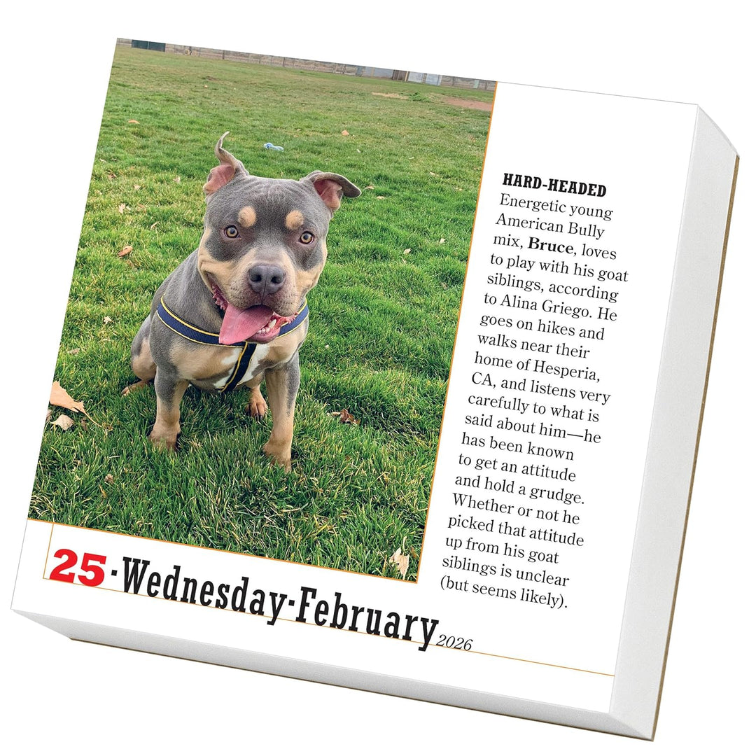 Page-A-Day Calendar 2026: 365 Dogs