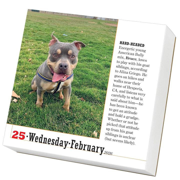 Page-A-Day Calendar 2026: 365 Dogs