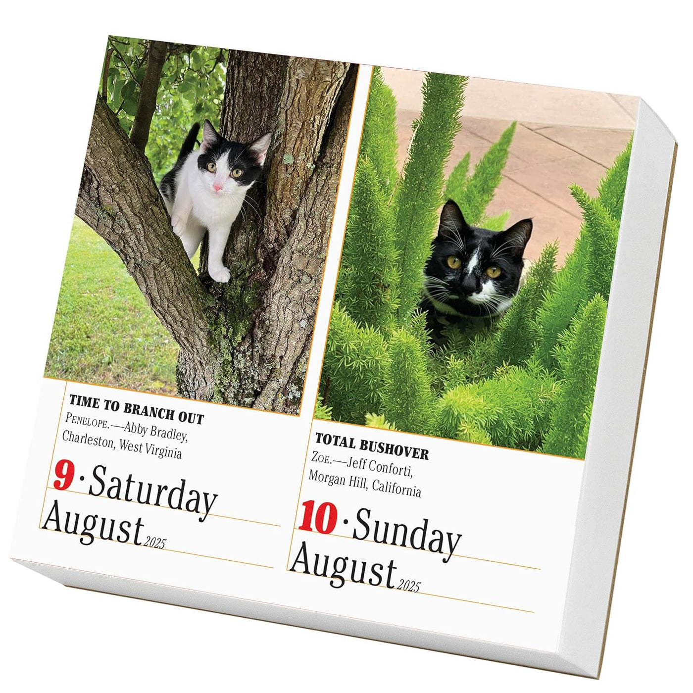 365 Cats Page-A-Day Calendar 2025