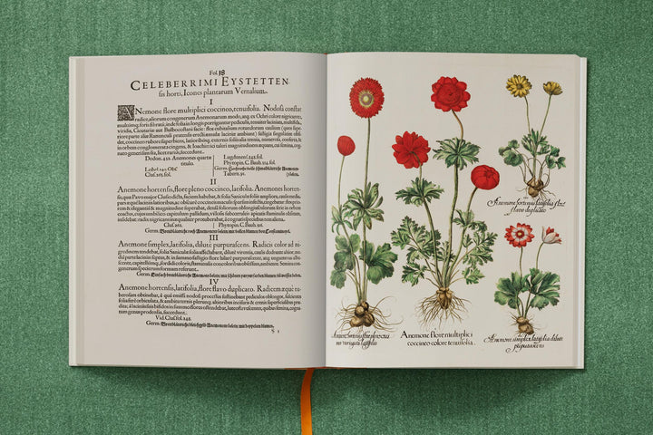 Basilius Besler: The Garden At Eichstatt