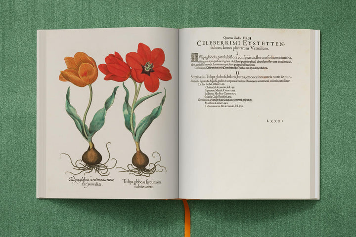 Basilius Besler: The Garden At Eichstatt