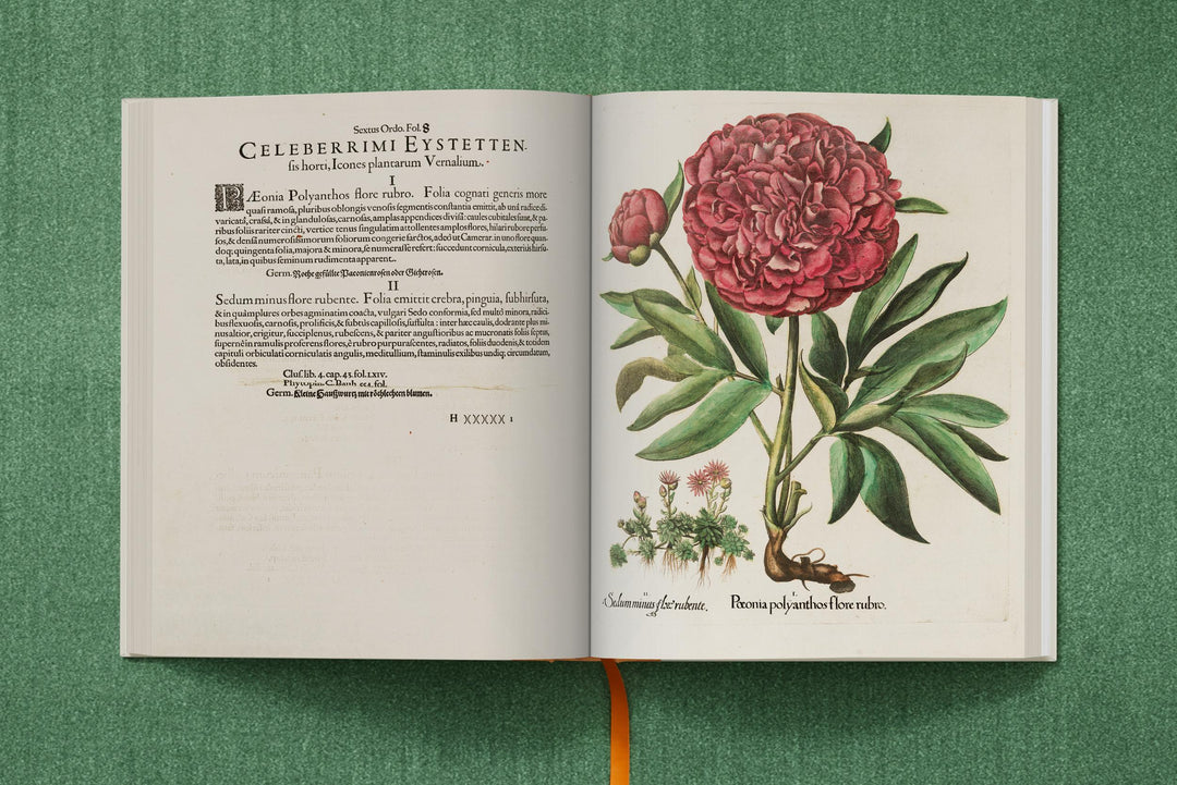 Basilius Besler: The Garden At Eichstatt