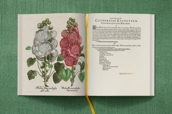 Basilius Besler: The Garden At Eichstatt