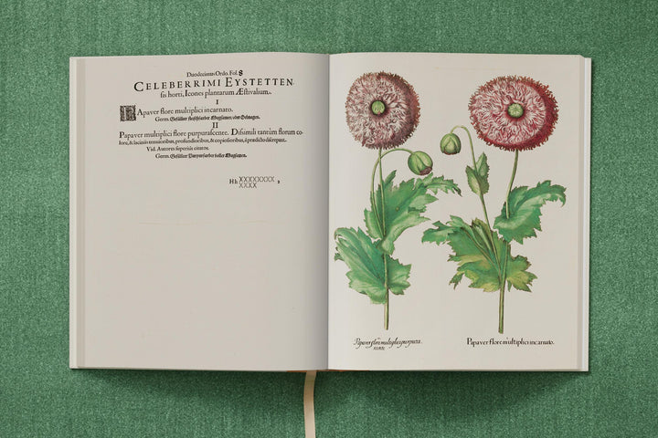 Basilius Besler: The Garden At Eichstatt