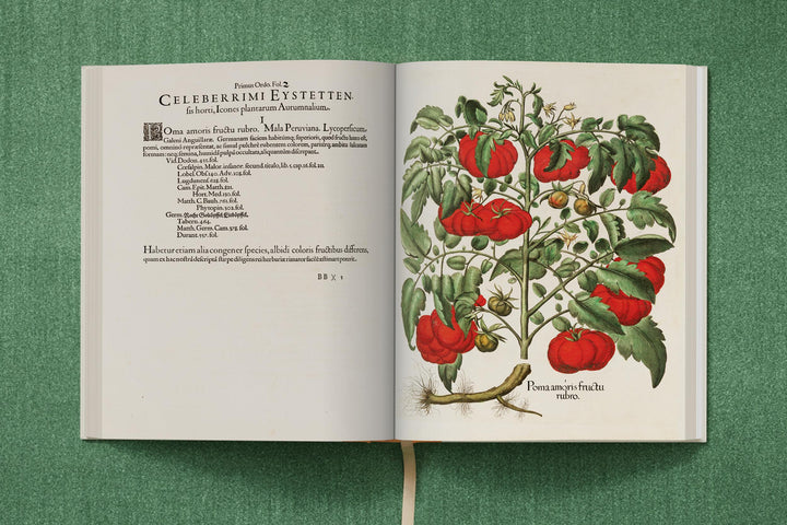 Basilius Besler: The Garden At Eichstatt