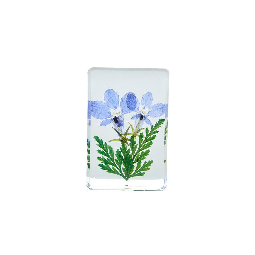 Wildflowers Pressed Floral Keepsake In Gift Box - Baby Blue Eyes - Just Fabulous Palm Springs