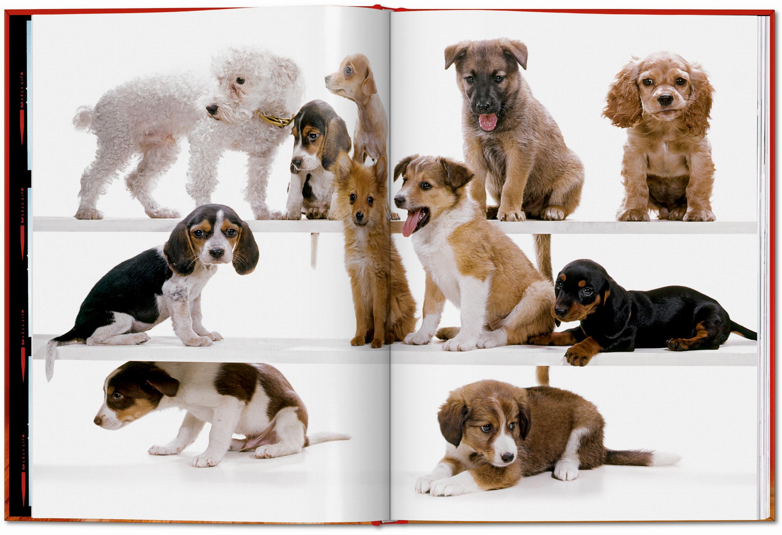 ICONS: Walter Chandoha - Dogs: Photographs 1941-1991