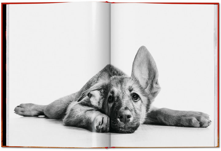 PO: Walter Chandoha - Dogs: Photographs 1941-1991