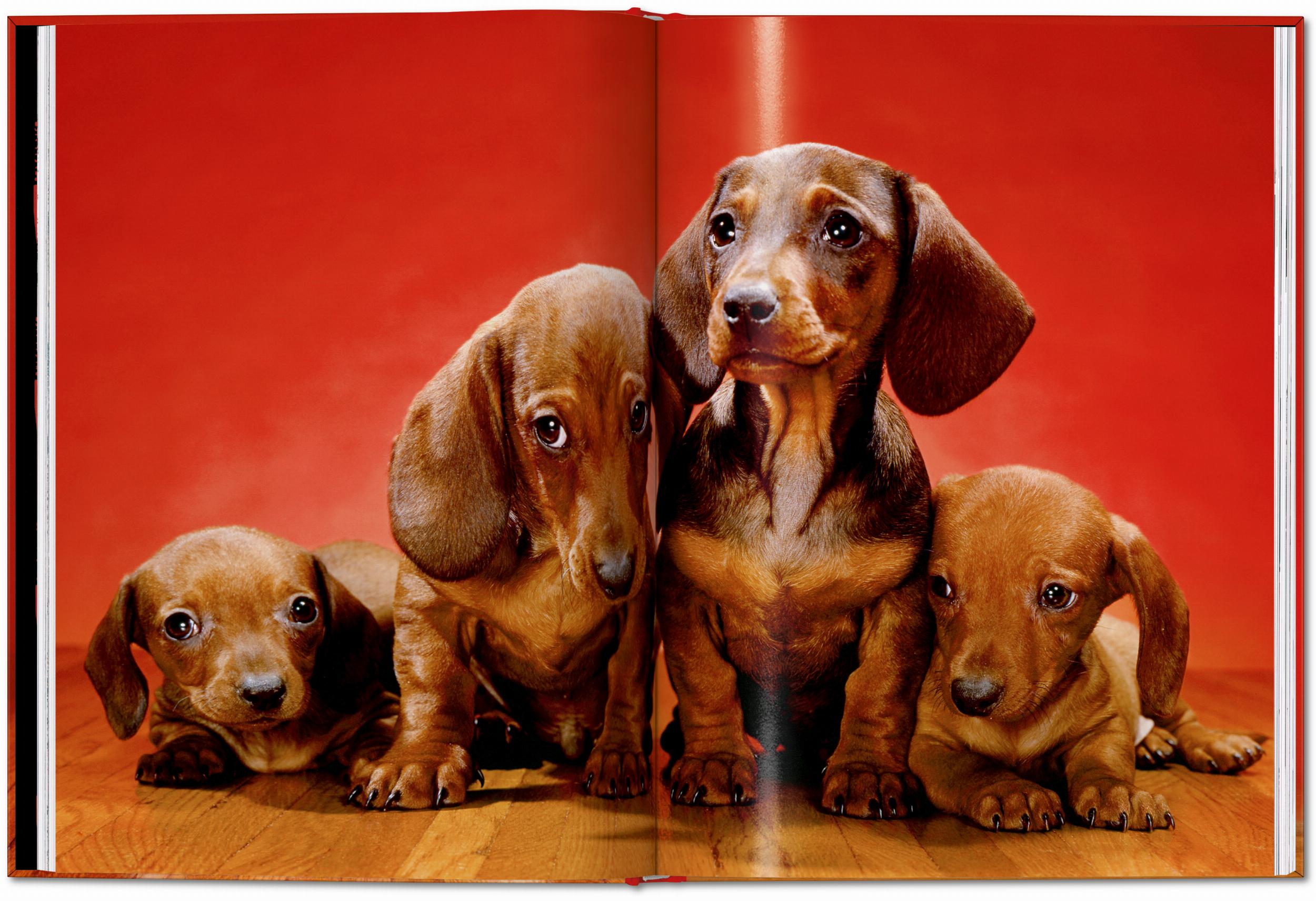 ICONS: Walter Chandoha - Dogs: Photographs 1941-1991