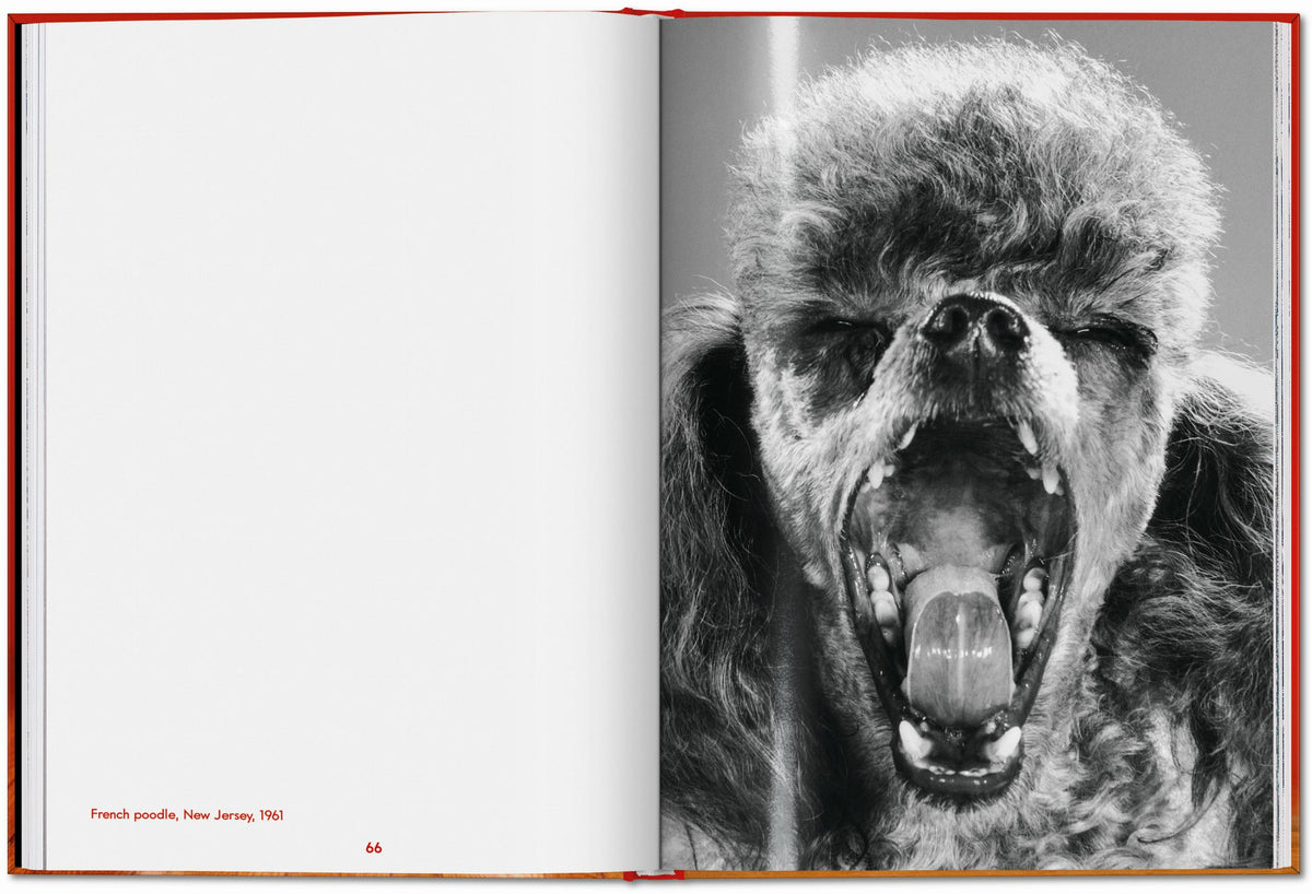 ICONS: Walter Chandoha - Dogs: Photographs 1941-1991