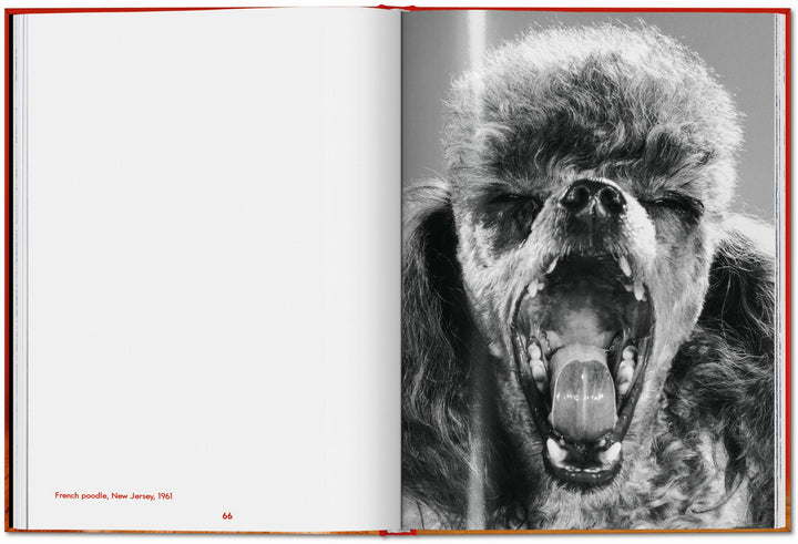 PO: Walter Chandoha - Dogs: Photographs 1941-1991