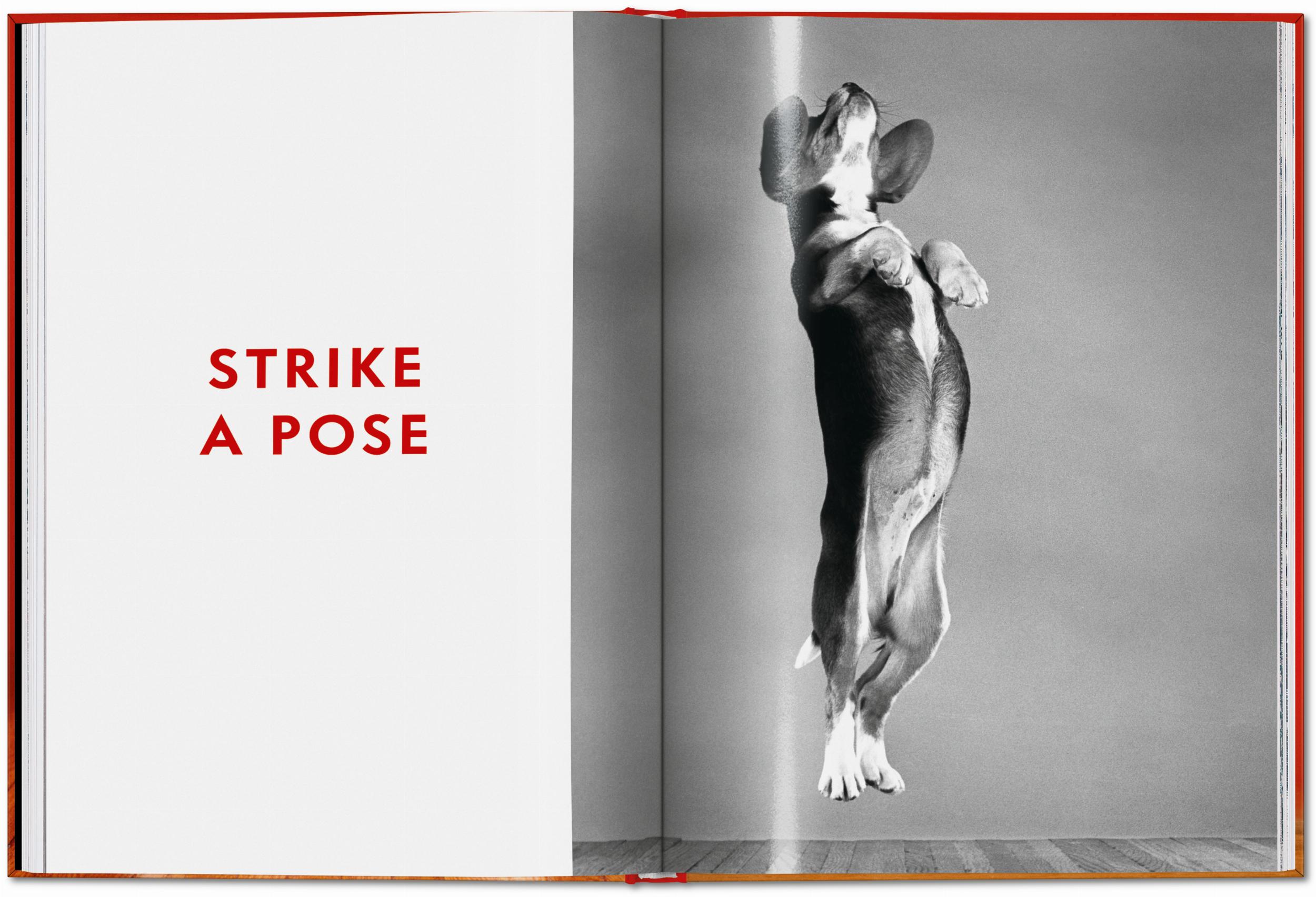 ICONS: Walter Chandoha - Dogs: Photographs 1941-1991