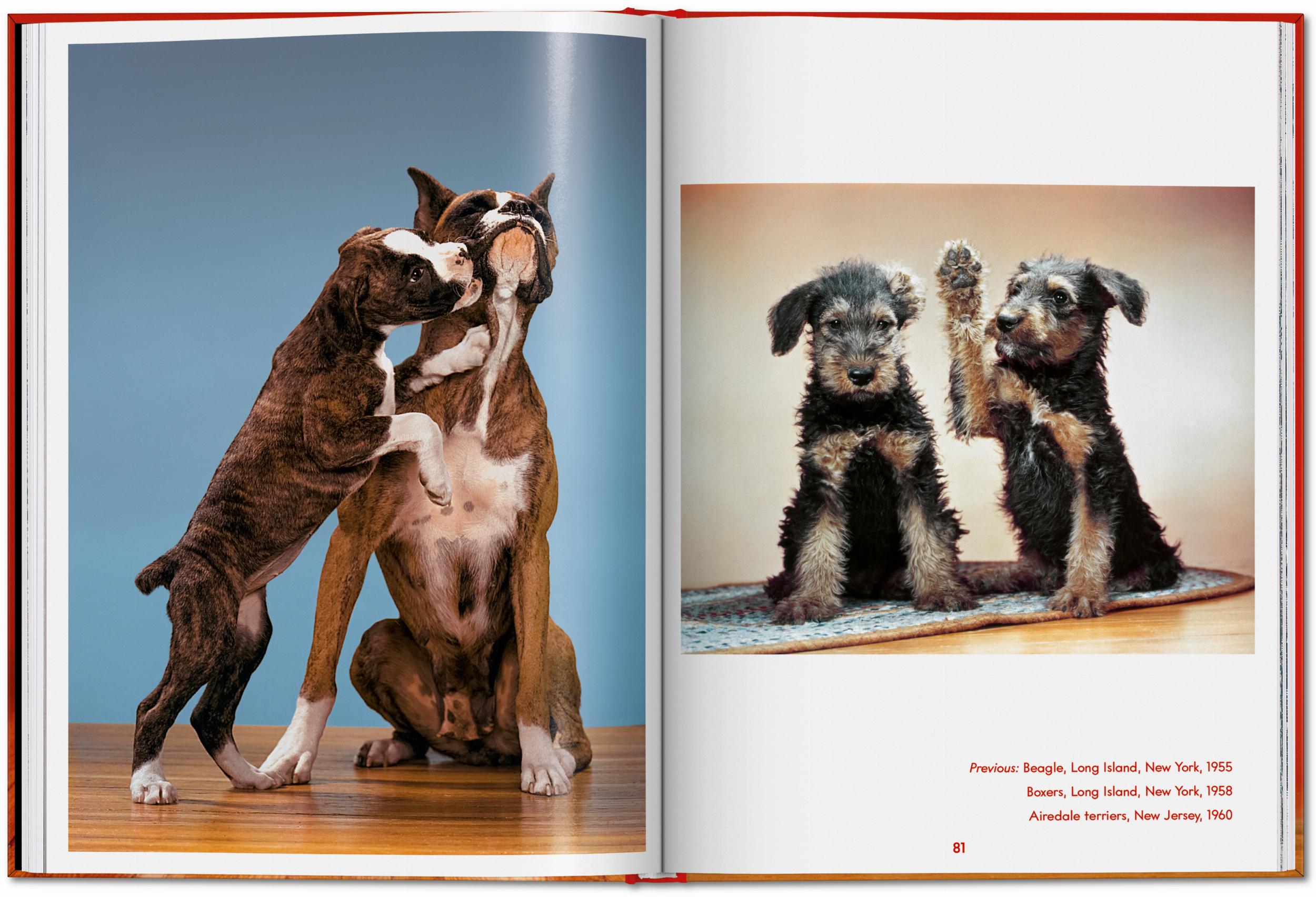 ICONS: Walter Chandoha - Dogs: Photographs 1941-1991