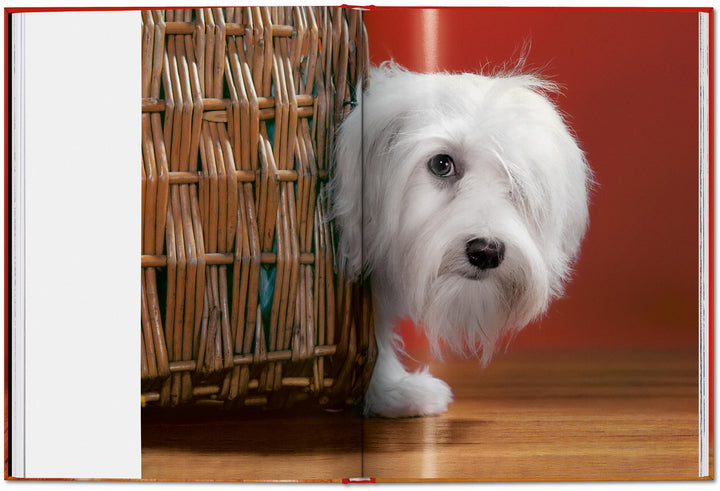 PO: Walter Chandoha - Dogs: Photographs 1941-1991