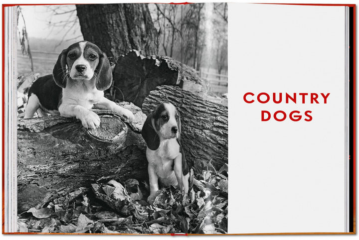 PO: Walter Chandoha - Dogs: Photographs 1941-1991