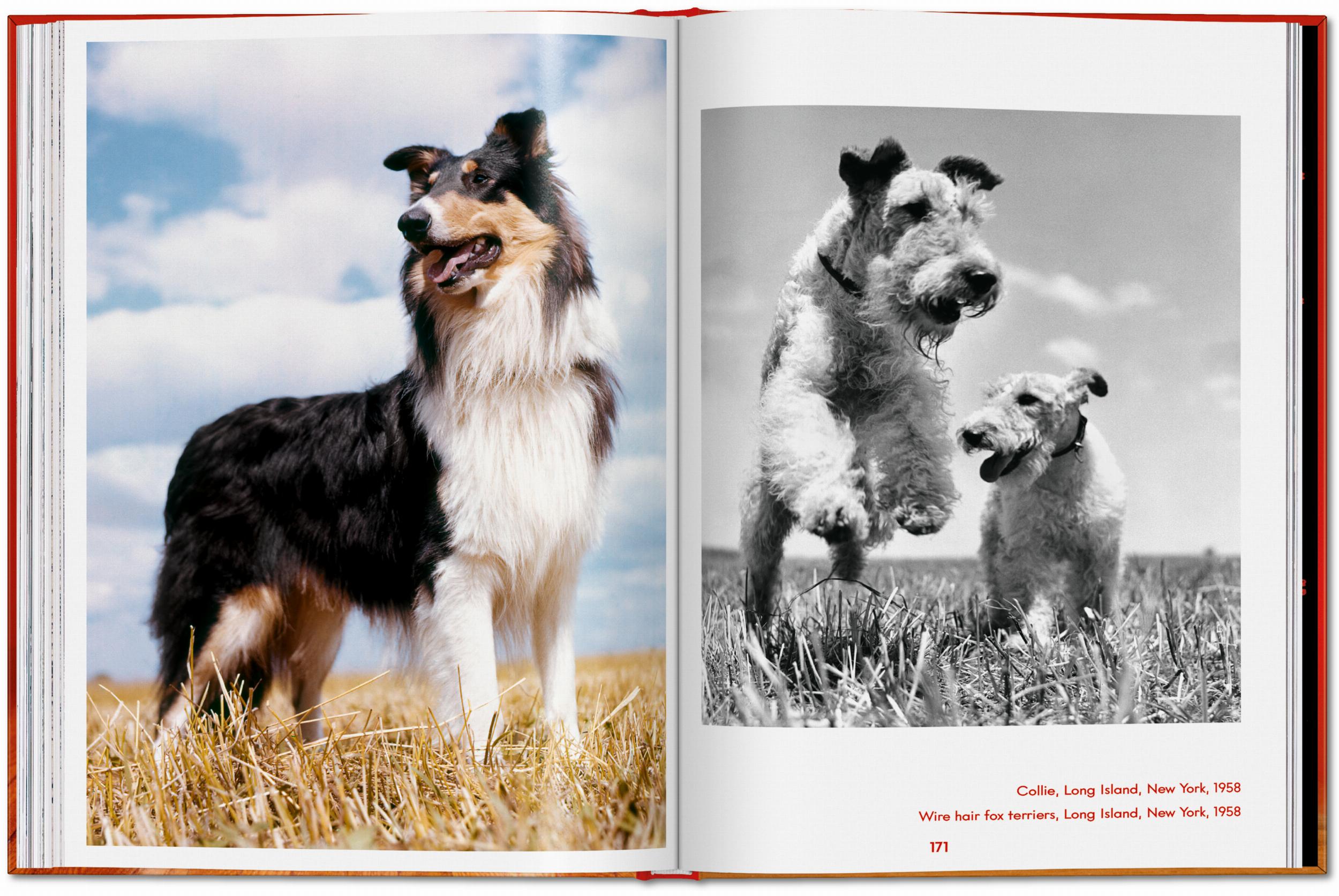ICONS: Walter Chandoha - Dogs: Photographs 1941-1991