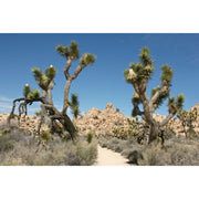 Joshua Tree National Park - 29 Palms - Greeting Card - Just Fabulous Palm Springs