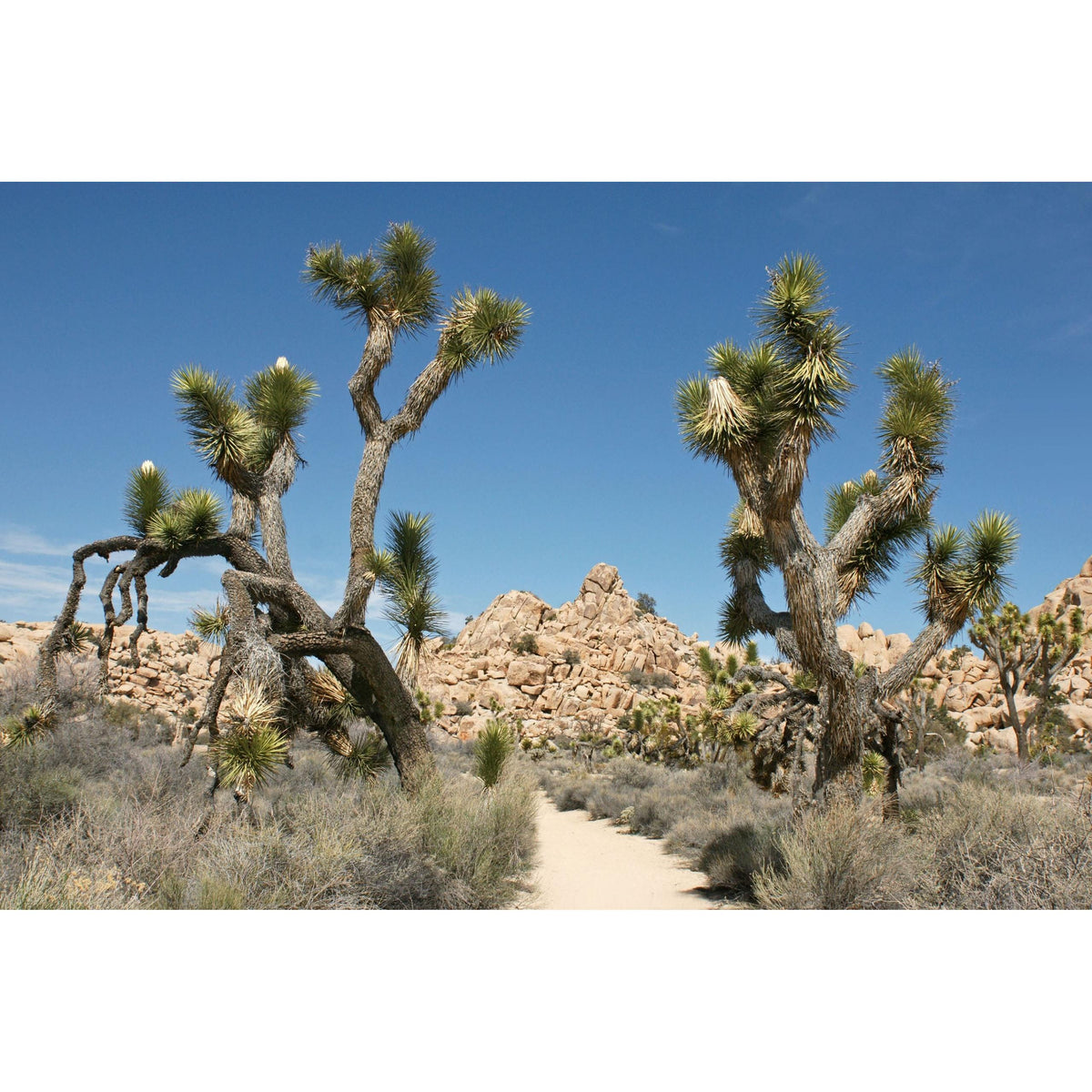 Joshua Tree National Park - 29 Palms - Greeting Card - Just Fabulous Palm Springs