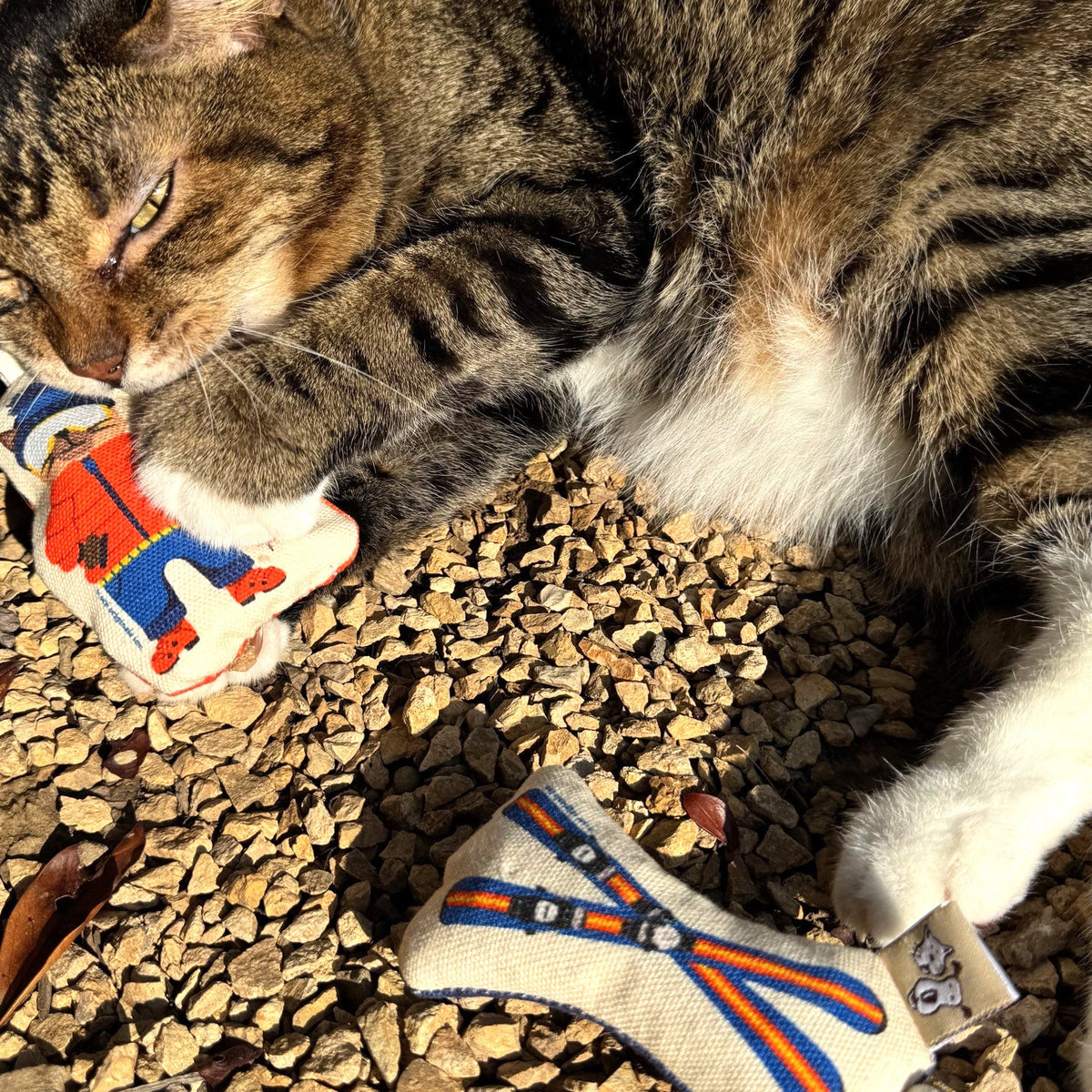 Go Kitty Go Set Ski Kitty