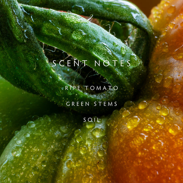 Heirloom Tomato Diffuser