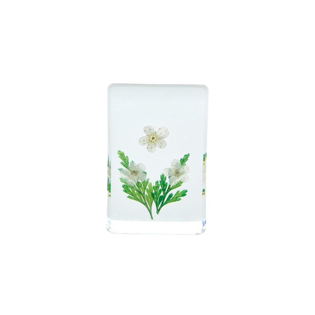 Wildflowers Pressed Floral Keepsake In Gift Box - Narcissus Minnow - Just Fabulous Palm Springs