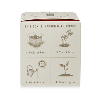 Half Moon Pumpkin Plant The Box Candle