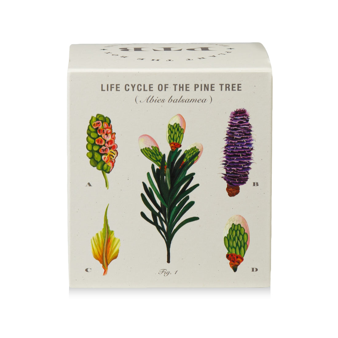 Rustic Pine Plant The Box Candle