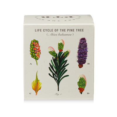 Rustic Pine Plant The Box Candle