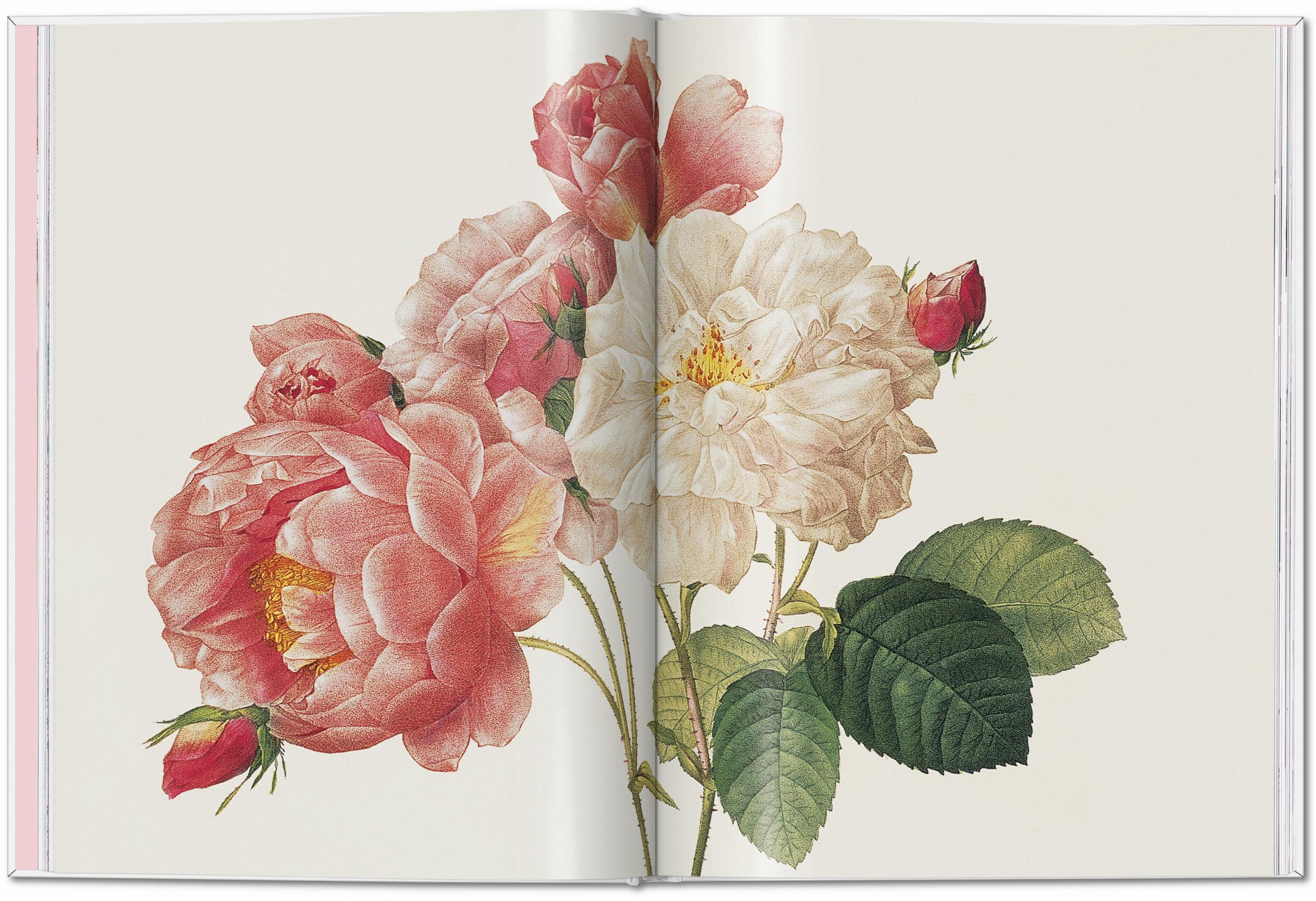 ICONS: Redouté. Roses - Just Fabulous Palm Springs