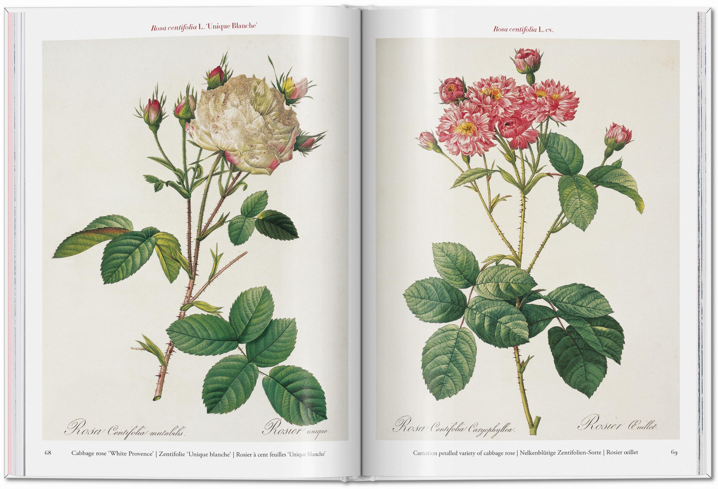ICONS: Redouté. Roses - Just Fabulous Palm Springs