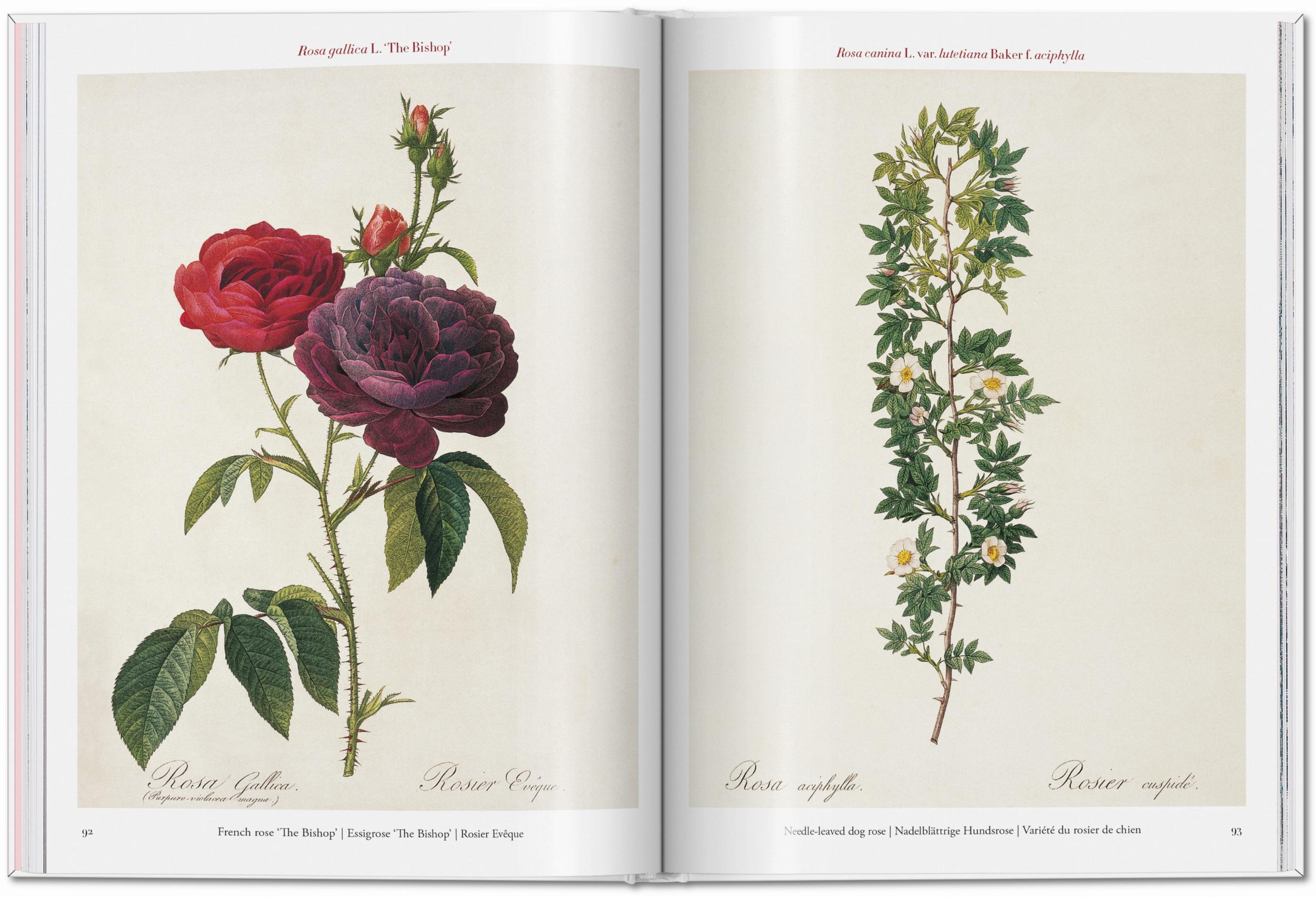 ICONS: Redouté. Roses - Just Fabulous Palm Springs