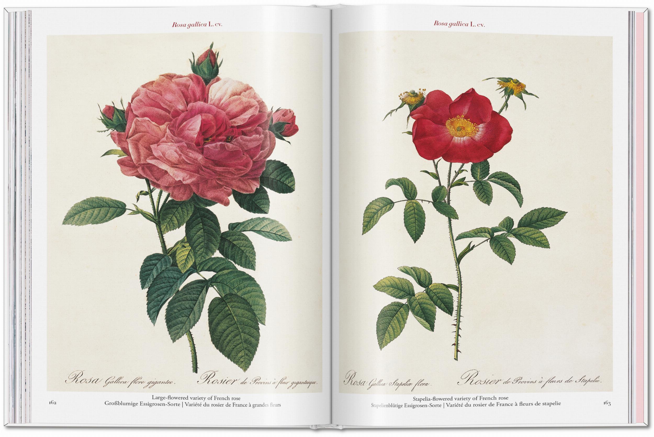 ICONS: Redouté. Roses - Just Fabulous Palm Springs