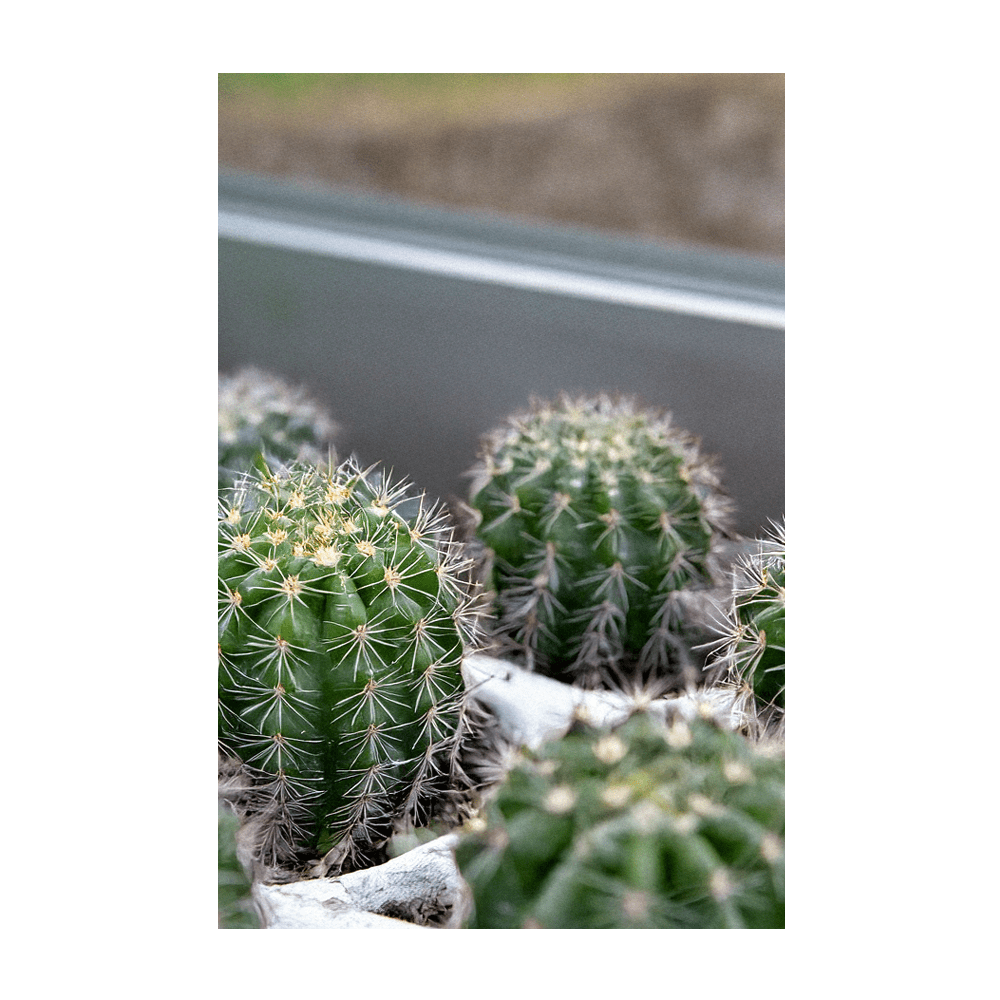 Small Mixed Cacti Indoor Seeds Packet