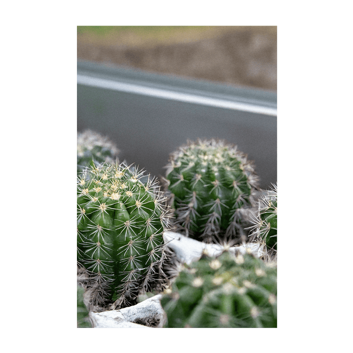 Small Mixed Cacti Indoor Seeds Packet