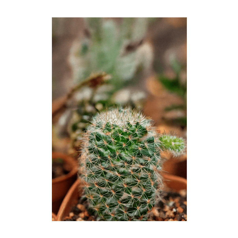 Small Mixed Cacti Indoor Seeds Packet