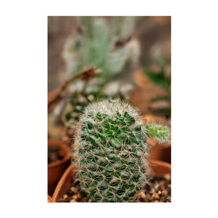 Small Mixed Cacti Indoor Seeds Packet