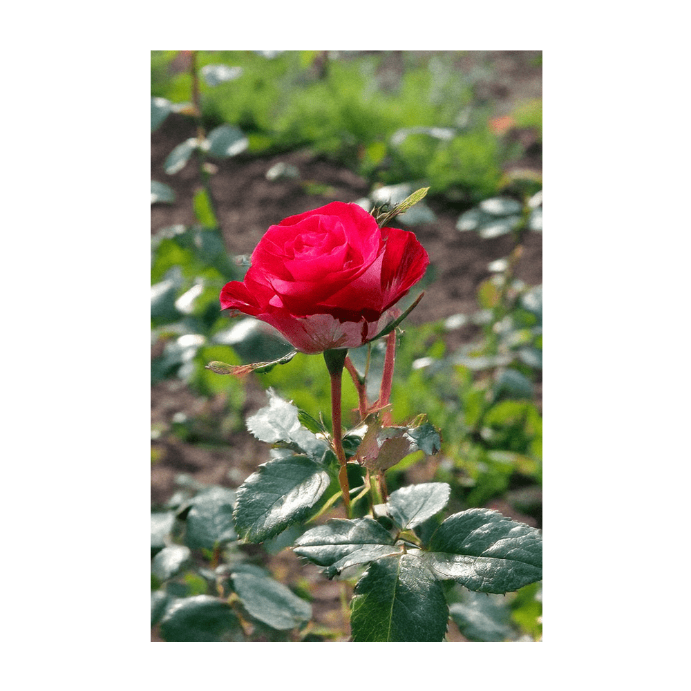 Desert Rose Indoor Seeds Packet
