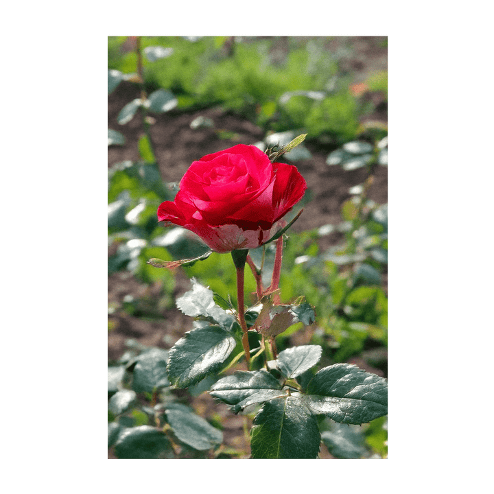 Desert Rose Indoor Seeds Packet