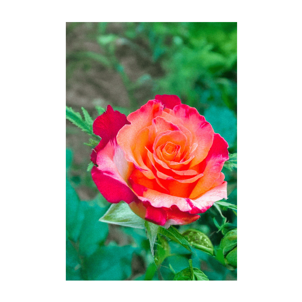 Desert Rose Indoor Seeds Packet