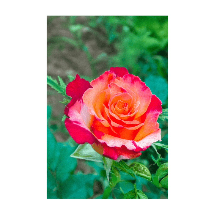 Desert Rose Indoor Seeds Packet
