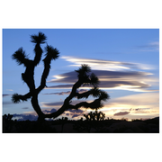 Joshua Tree National Park Yellow Sunset Greeting Card - Just Fabulous Palm Springs