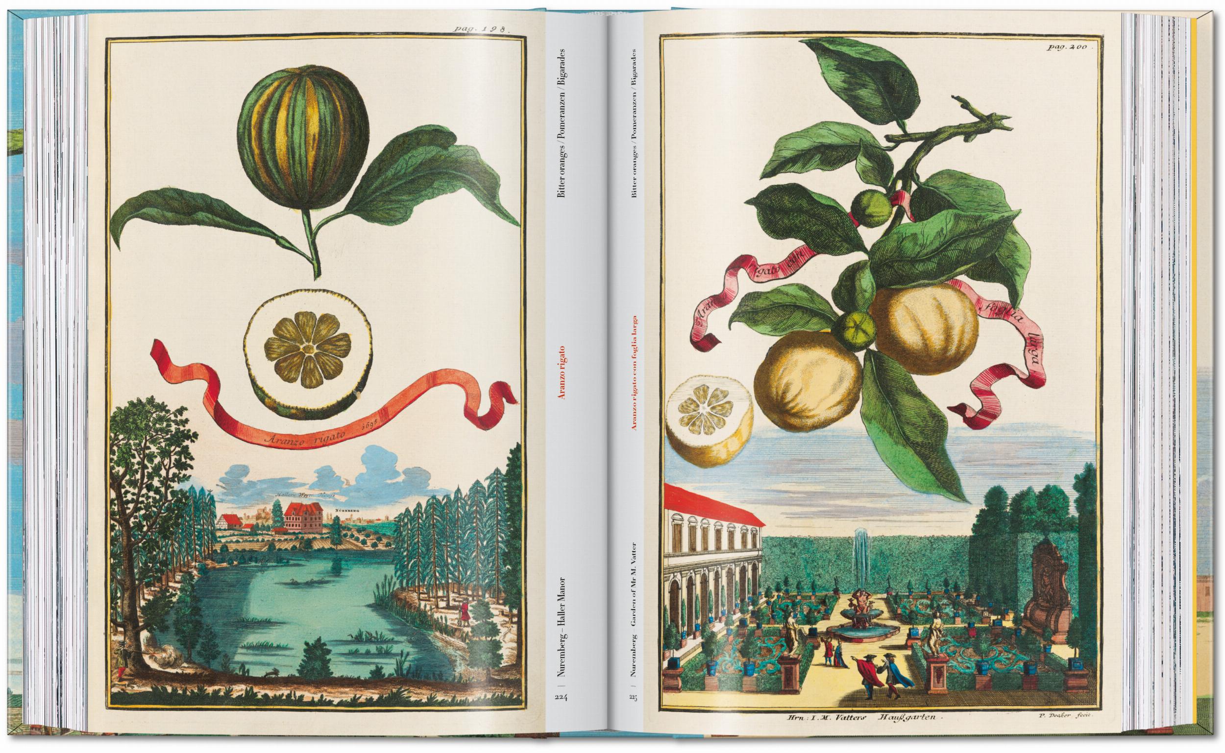 45th Anniversary: J.C. Volkamer. The Book Of Citrus Fruits