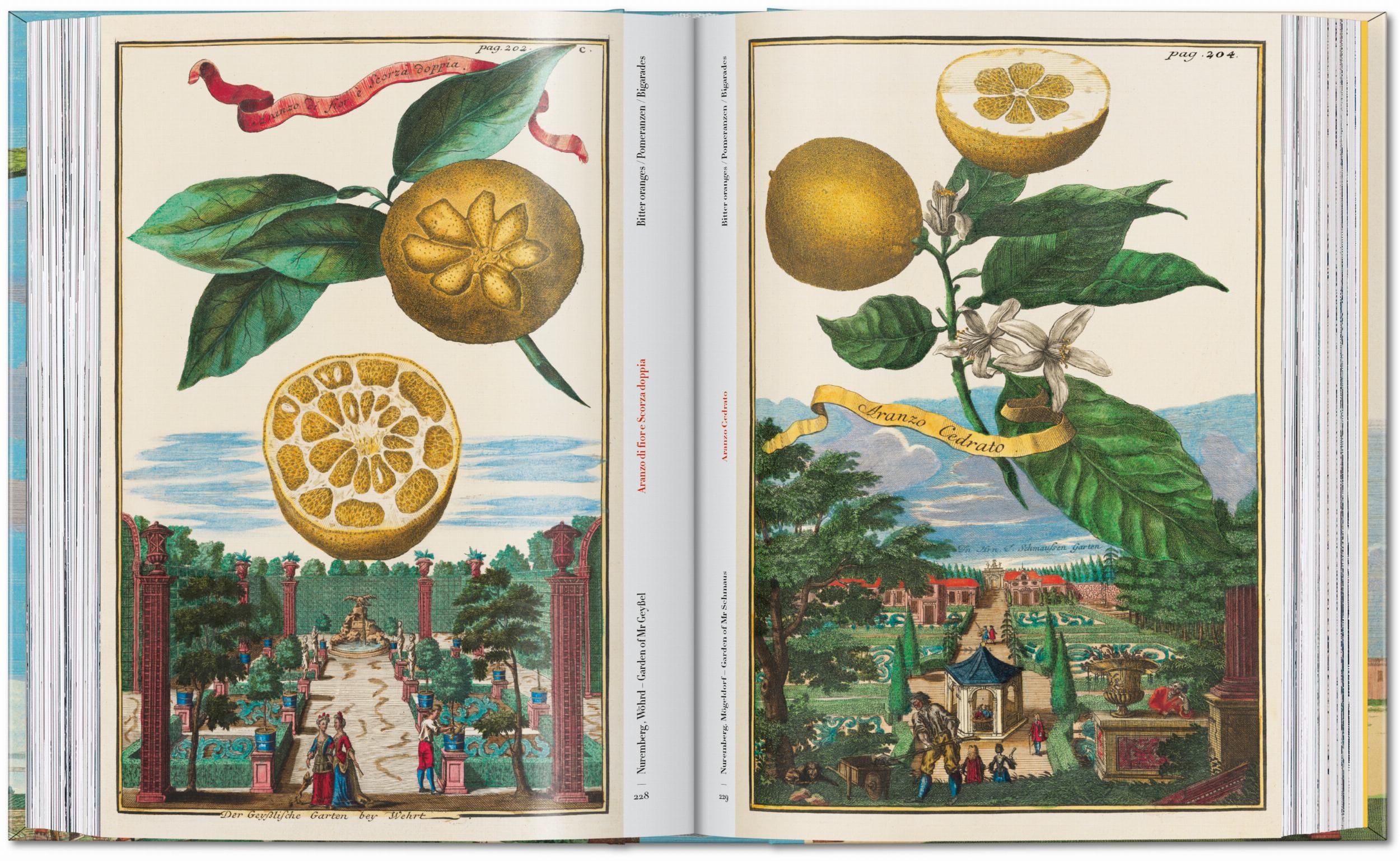 45th Anniversary: J.C. Volkamer. The Book Of Citrus Fruits