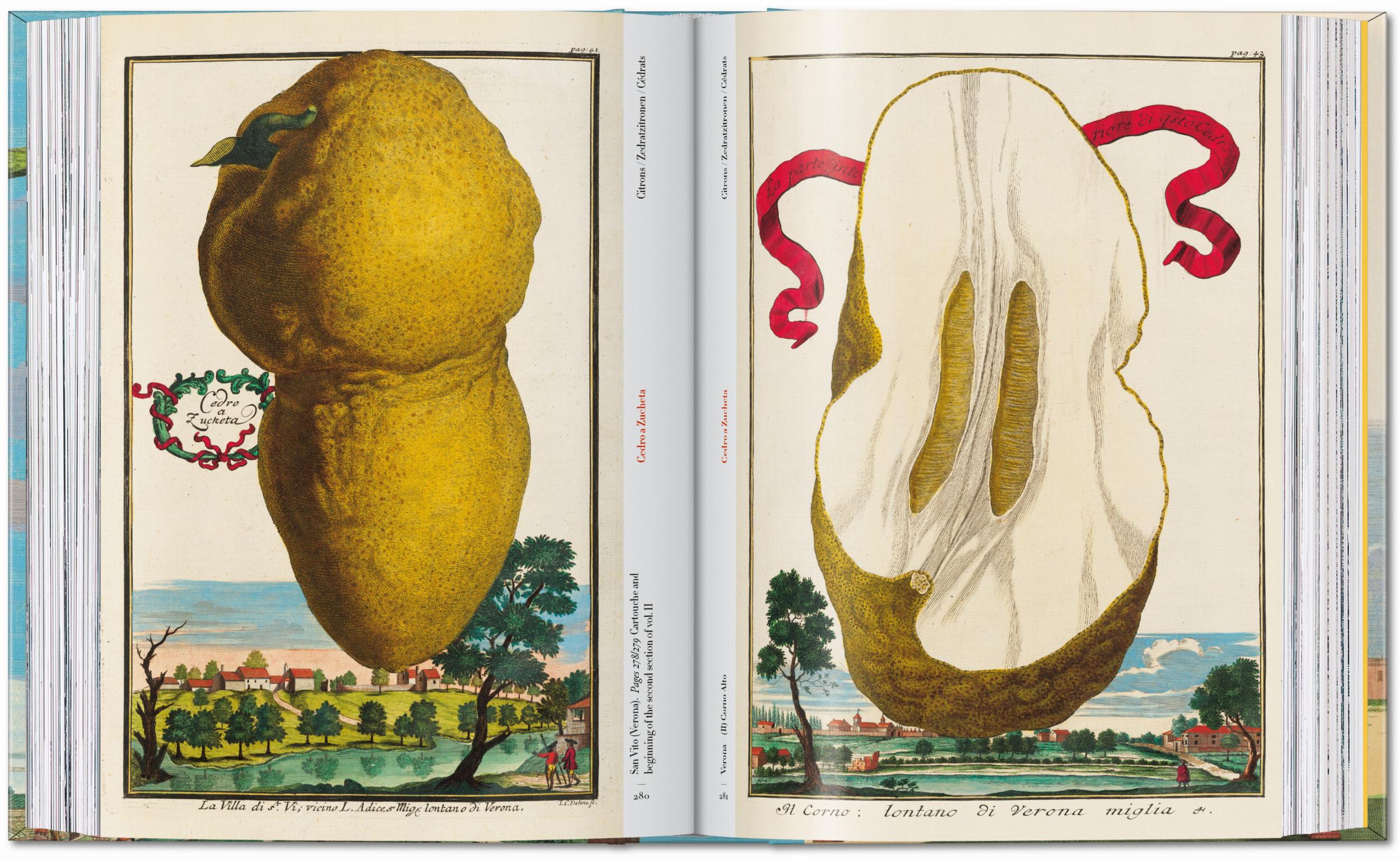 45th Anniversary: J.C. Volkamer. The Book Of Citrus Fruits
