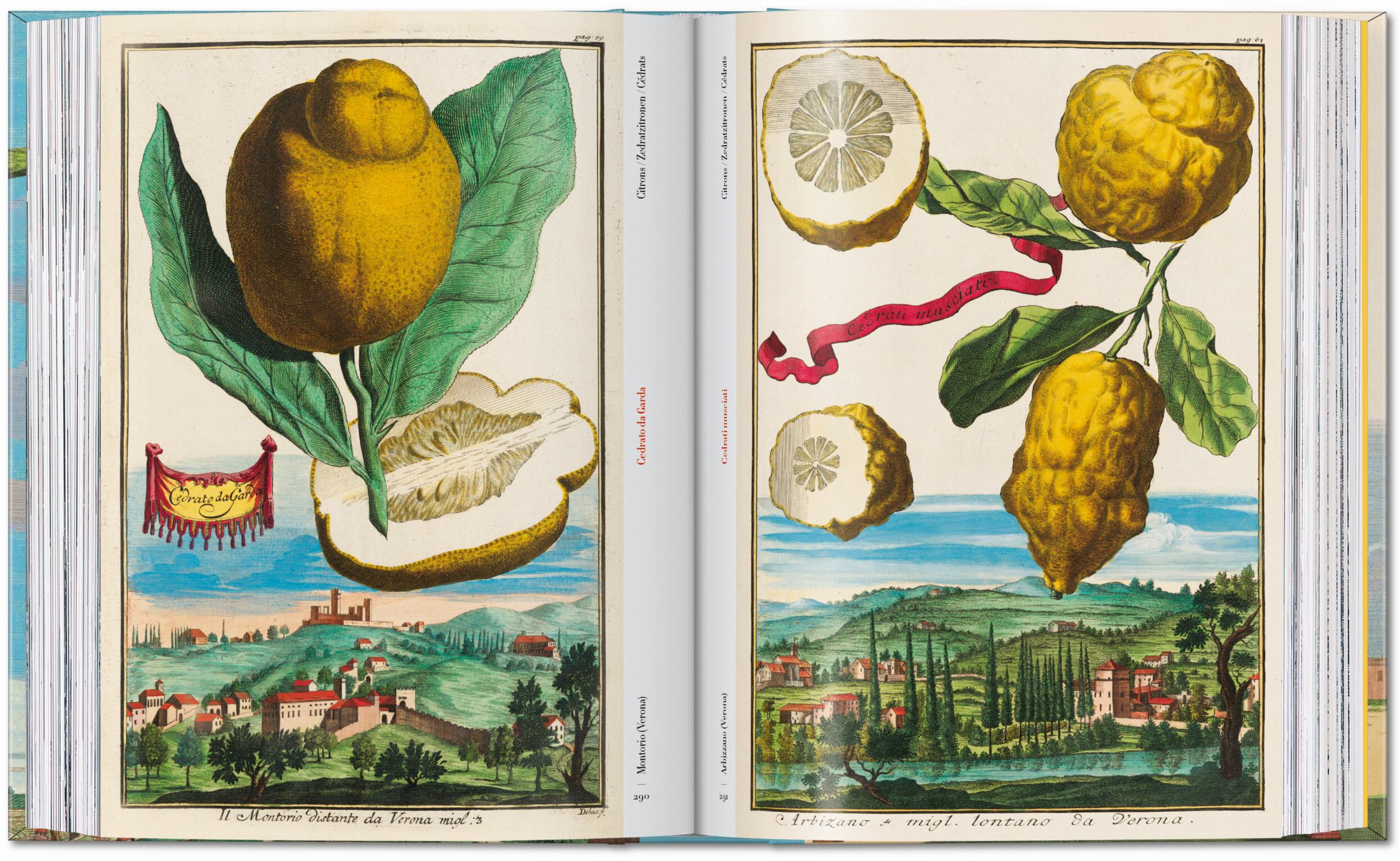 45th Anniversary: J.C. Volkamer. The Book Of Citrus Fruits